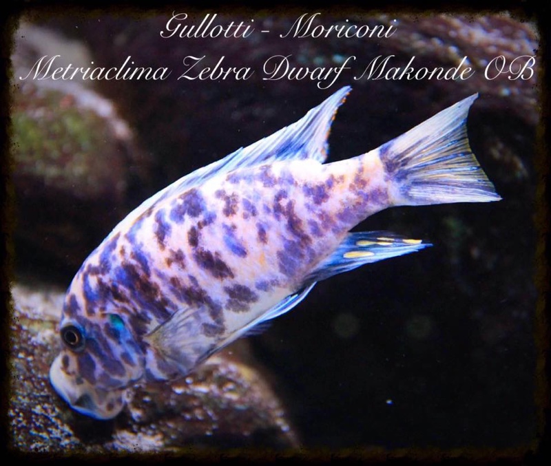 Maylandia zebra 'Makonde'